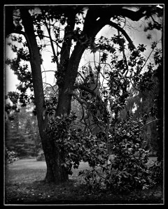 Arbol Ambrotipo 8x10